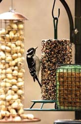 Downy Woodpecker on Seed Cylinder