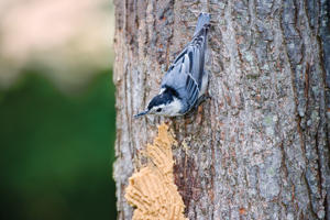 Nuthatch on Bark Butter