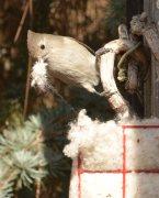 Titmouse with Nesting Material
