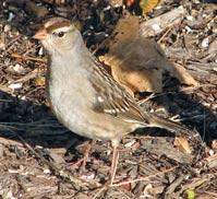First Winter White-crowned Sparrow