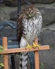 Cooper's Hawk by Eileen Prendiville