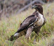 Red-tailed Hawk by Jason Crotty