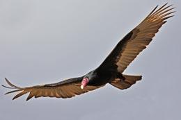 Turkey Vulture by Thomas Brown