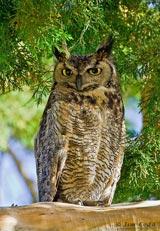 Great Horned Owl by Jim Coda