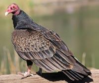 Turkey Vulture by S Sundaram