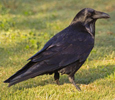 Common Raven