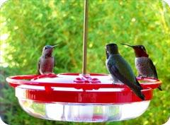 Hummingbird Feeder by Ari Friedkin