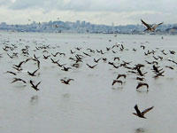 Double-crested Cormorants