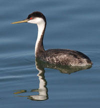 Western Grebe by Dominc Sherony