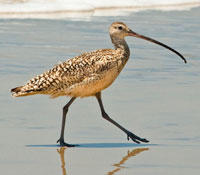 Long-billed Curlew by Rinus Baak/USFWS