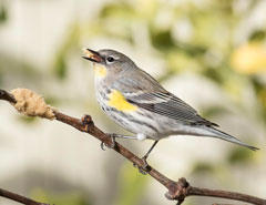 Yellow-rumped Warbler