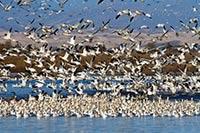 Snow Geese