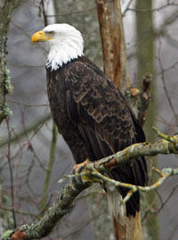 Bald Eagle by Rich Leche