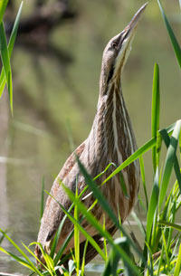 Bittern by Kelly Colgan Azar