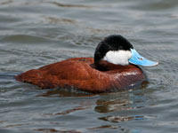 Ruddy Duck