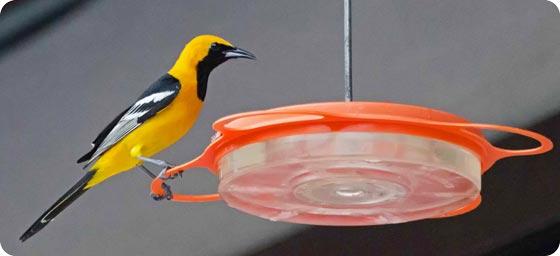 Hooded Oriole