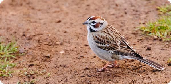 Lark Sparrow