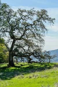 Valley Oak by Larry Scheibel