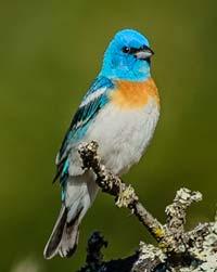 Lazuli Bunting - Larry Scheibel