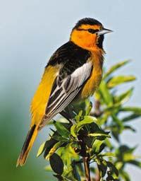 Bullock's Oriole