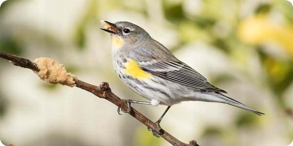 Yellow-rumped Warbler