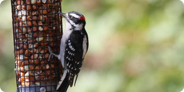 EcoClean Peanut Feeder by Risa George