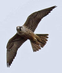 Peregrine Falcon - Don Bartling