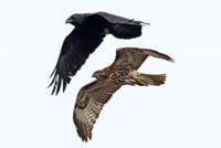 Red-tail and Raven