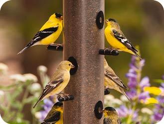 Goldfinches on Nyjer Feeder