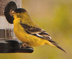 Lesser goldfinch male