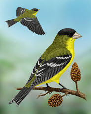 Lesser Goldfinch - Whatbird