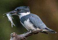 Belted Kingfisher