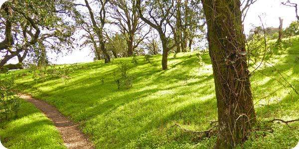 Deer Island Trail