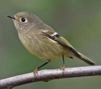 Ruby-crowned Kinglet by Jean-Guy Dellaire