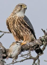 Merlin by Don Bartling