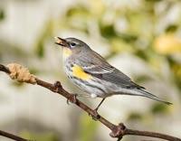 Yellow-rumped Warbler by S. Hunt