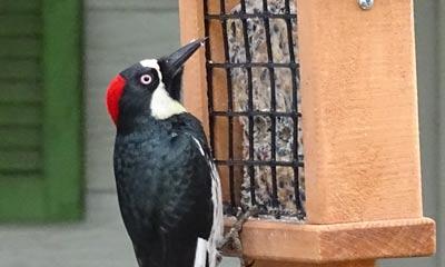 Acorn Woodpecker - Les Brown