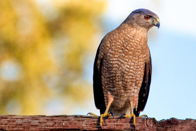 Cooper's Hawk - Tim Hastings