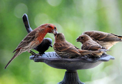 House Finches - Patty Spinks
