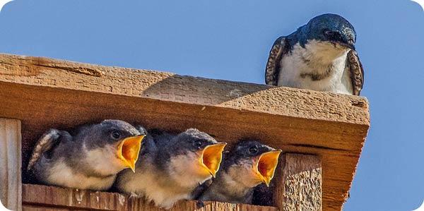 tree swallow nest