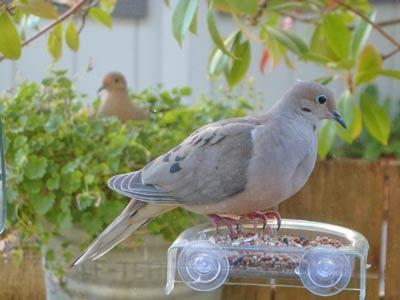 Mourning Doves - Cynthia Simmons