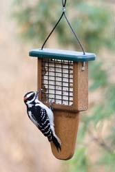Woodpecker on Suet Feeder