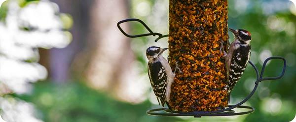 Bird Seed  Wild Birds Unlimited