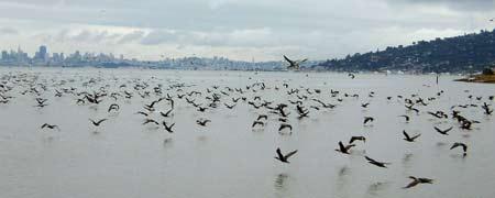 Richardson Bay - Bob Hinz