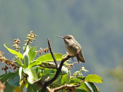 Kai Summersgill - Hummingbird