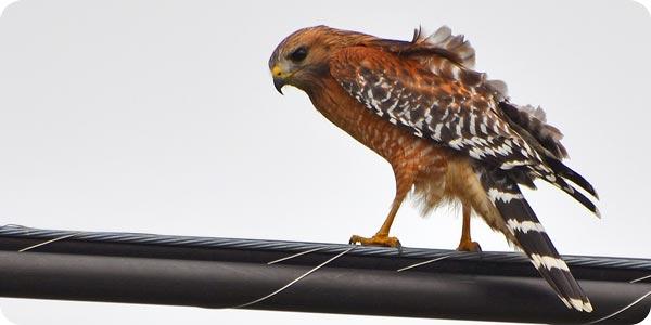 Red-shouldered Hawk