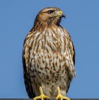 Red-shoulder Juv - Jan Arendtsz