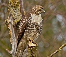 Red-tail - Jerry McFarland