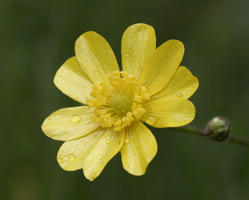 Buttercup