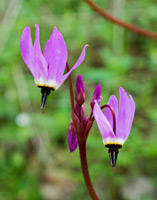 Shooting Star